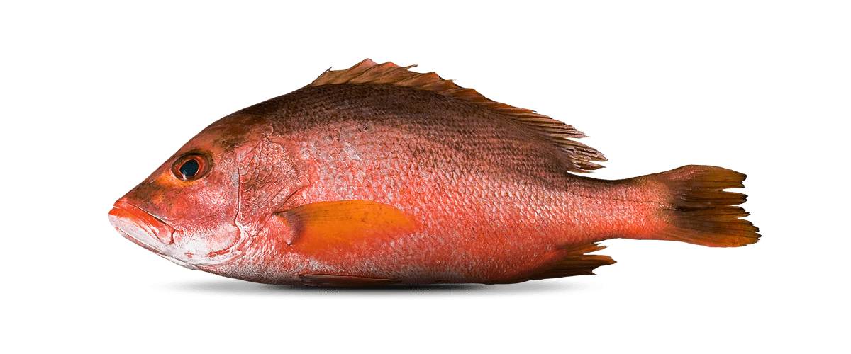 Malaysia Red Snapper